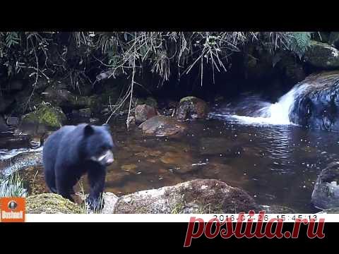 Очковый медвежонок струсил Очковый медвежонок вместе с мамой-медведицей подошел к горной реке, но, увидев бурный поток воды, испугался и отказался переправляться на другой берег. Только с мамой не поспоришь: надо, значит надо!