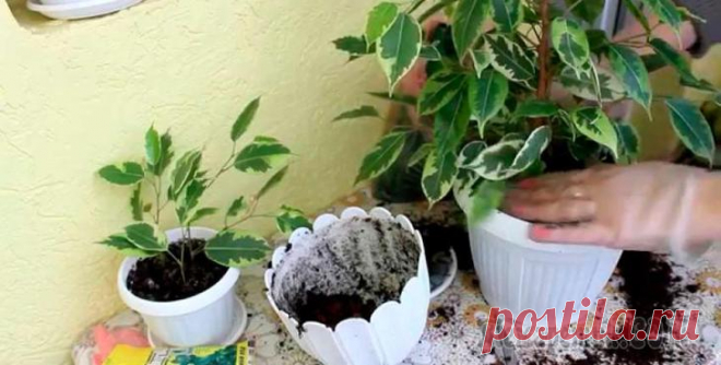 Пересадка фикуса в домашних условиях