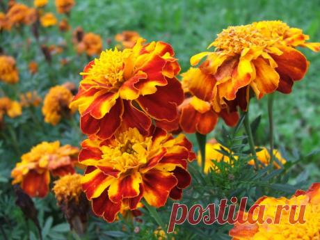 Чудо-рецепт для роста бархатцев — тайный секрет моей свекрови! | Цветы в квартире и на даче – от Радзевской Виктории | Яндекс Дзен