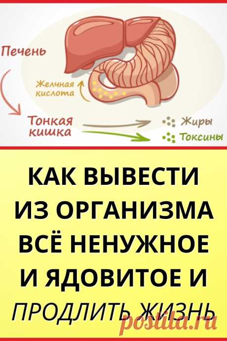 Как вывести из организма все ненужное и ядовитое и продлить жизнь?
