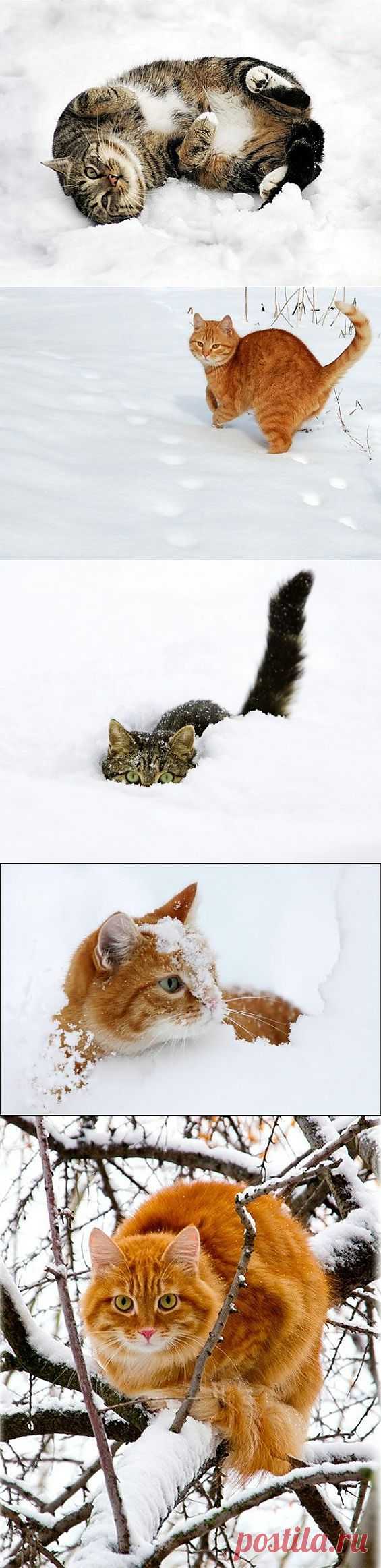 Кошки на снегу.