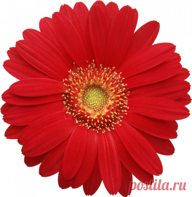 Картинки с цветами на прозрачном фоне (36 фото) ⭐ Забавник