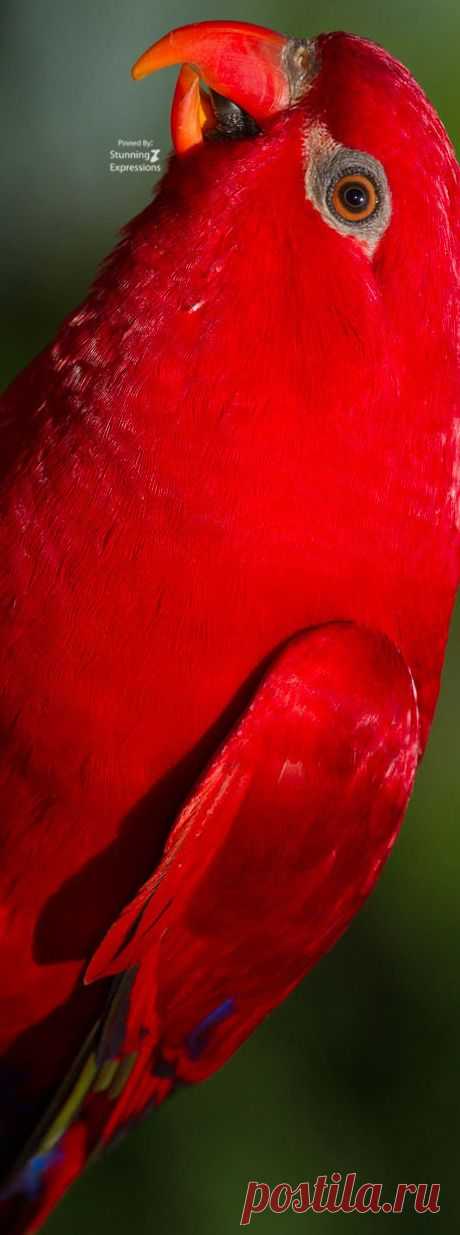 Pinterest