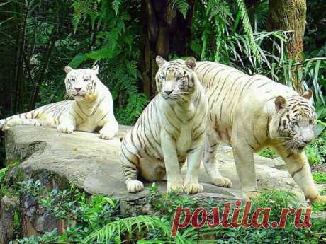 Мой Мир@Mail.Ru