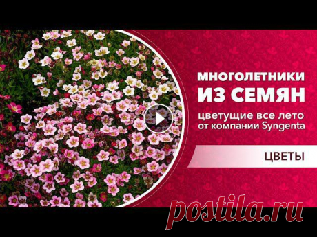Представляем вам красивые и цветущие все лето многолетники от компании Syngenta!Аренария Близзард и Близзард компакт – компактный цветок из семя...