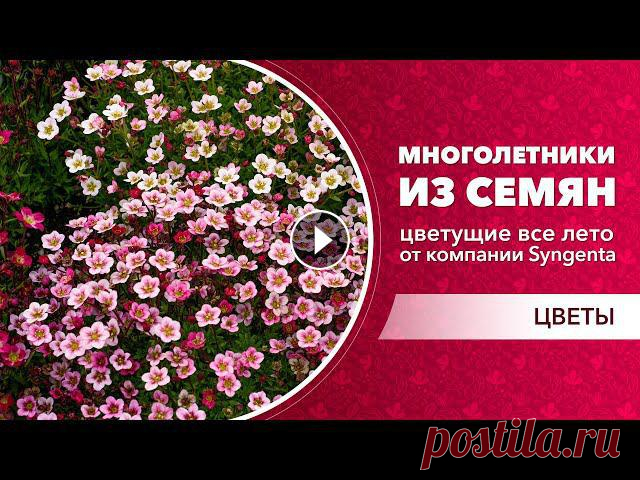 Представляем вам красивые и цветущие все лето многолетники от компании Syngenta!Аренария Близзард и Близзард компакт – компактный цветок из семя...