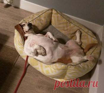 Котофото, сделанные в нужный момент