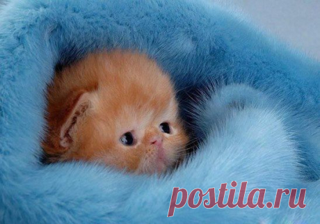 Вырасту и стану НАГЛОЙ РЫЖЕЙ МОРДОЙ!!!