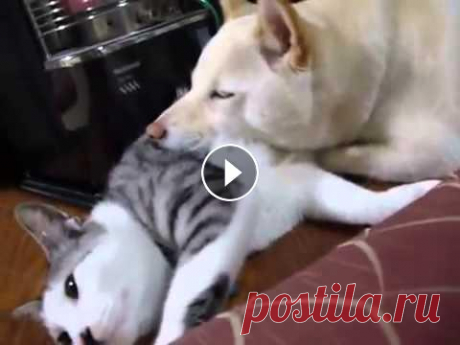 Забавные животные: Кот подушка. Собачка использует кота....