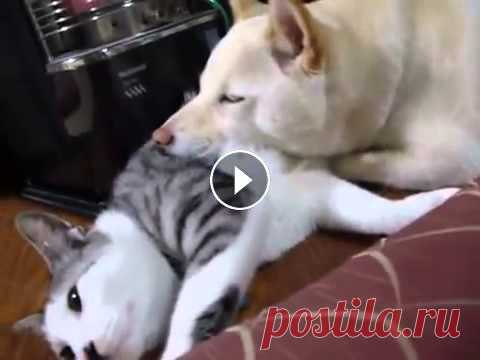Забавные животные: Кот подушка. Собачка использует кота....