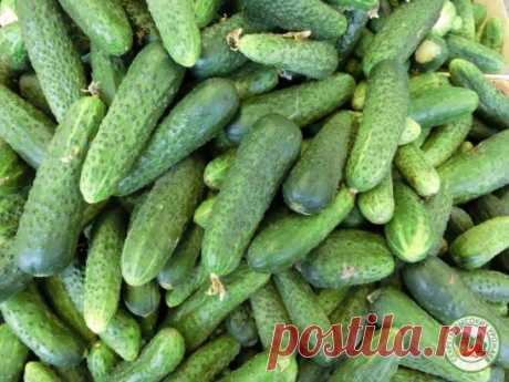 С грядки — 60 ведер огурцов!
Чтобы стабильно получать такой урожай, нужно делать грядку длиной, примерно, 7 метров. По центру прокапываем канавку на глубину полтора штыка лопаты. Заполняем ее на 1/3 прошлогодними травяными отходами, добавляем полуперепревший навоз. «Припудриваем» все это золой, а сверху — «тройчаткой» удобрений (суперфосфат+селитра+калийное). Затем присыпаем землей и после этого все тщательно перемешиваем.
Разравниваем, кладем компост слоем в 10-15 см и высаживаем рассаду.