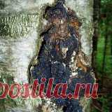 Лечебные свойства гриба чага