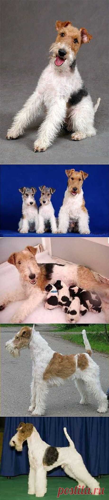 Фокстерьер (foxterrier) - описание породы собаки, фото, гладкошерстный фокстерьер, щенки и питомники | Animal.ru