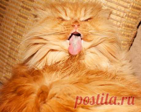 Рыжий перс Garfi
