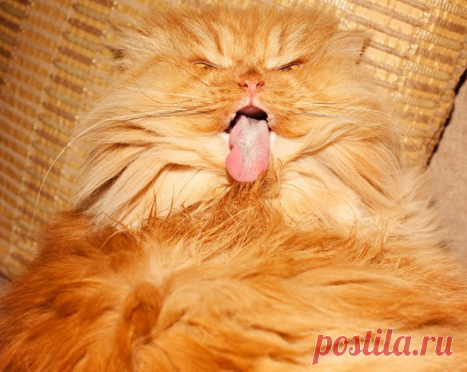 Рыжий перс Garfi
