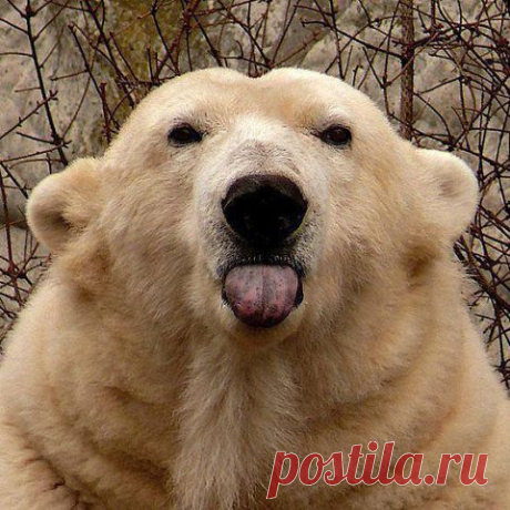 Рисунки Картинки Стихи
Наташа М