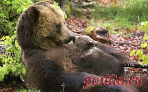 Весёлые картинки для хорошего настроения | Удивительный мир