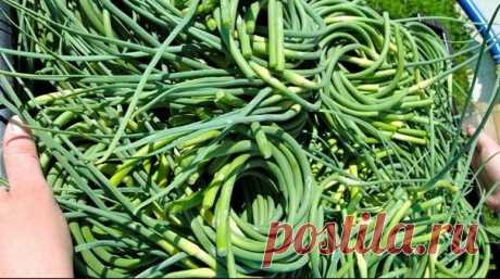 Стрелки чеснока на зиму — 14 рецептов приготовления  | OK.RU