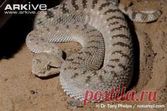 arkive animals - Поиск в Google