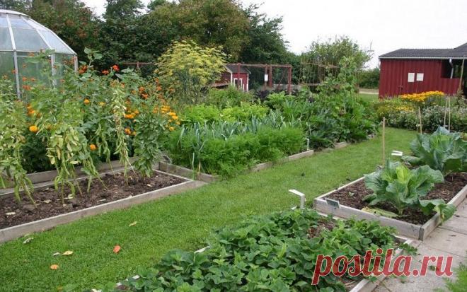 Пять способов севооборота для дачного участка