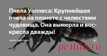 Пчела Уоллеса: Крупнейшая пчела на планете с челюстями чудовища. Она вымерла и воскресла дважды! Статья автора «Книга животных» в Дзене ✍: Её тень мелькает среди вековых деревьев дремучих джунглей, а гул полета больше напоминает шум вертолетных лопастей.