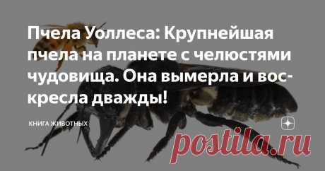 Пчела Уоллеса: Крупнейшая пчела на планете с челюстями чудовища. Она вымерла и воскресла дважды! Статья автора «Книга животных» в Дзене ✍: Её тень мелькает среди вековых деревьев дремучих джунглей, а гул полета больше напоминает шум вертолетных лопастей.