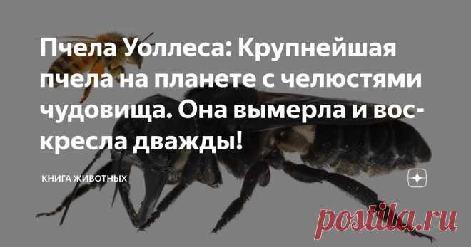 Пчела Уоллеса: Крупнейшая пчела на планете с челюстями чудовища. Она вымерла и воскресла дважды! Статья автора «Книга животных» в Дзене ✍: Её тень мелькает среди вековых деревьев дремучих джунглей, а гул полета больше напоминает шум вертолетных лопастей.