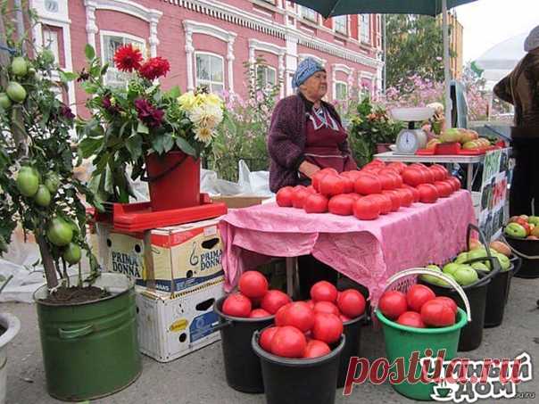 Все про деревья и кустарники для живой изгороди Кусты для живой изгороди Чаще всего владельцы садовых участков предпочитают создавать живые изгороди, высотой около 2 м. А для этих целей проще всего подбирать неприхотливые кустарники. Давайте рассмотрим некоторые из них. Живая изгородь из барбариса Барбарис – это самый колючий кустарник в ассортименте растений для зеленых ограждений. Посадив подобную изгородь, вы сможете забыть про частые наведывания на ваш участок соседских собак и кошек, да и…