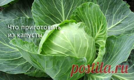 Что #приготовить #из_капусты. Много рецептов
- Как приготовить гениально простой #салат из капусты с минеральной водой
- Подозрительно вкусная капуста
- #Окономияки — — японское блюдо с капустой
- Приготовим из капусты веганские #оладьи
- Как приготовить #суп из капусты
- #Голубцы — рецепт фаршированной капусты из Венгрии
- Карамелизированная капуста