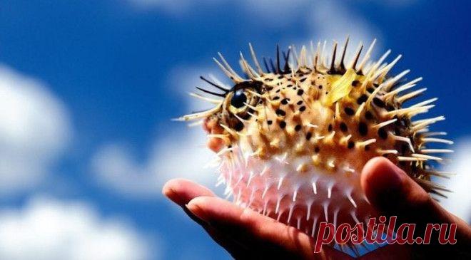 Интересные факты о ядовитой рыбе фугу