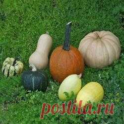 Виды и сорта тыквы 
 
Различные сорта тыквы поражают своим многообразием форм и окрасок. Каждый сорт интересен по-своему и имеет свой оригинальный вкус. Все тыквы очень полезны, так как содержат много витаминов и питате…
