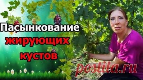 #Виноград. #Пасынкование жирующих кустов. Особенности.