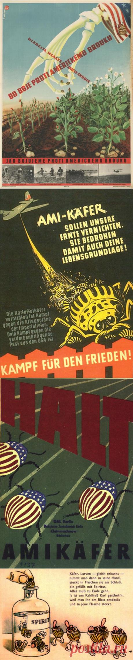 Вернем понятиям изначальный смысл: смерть американским колорадам из Львовской области!.