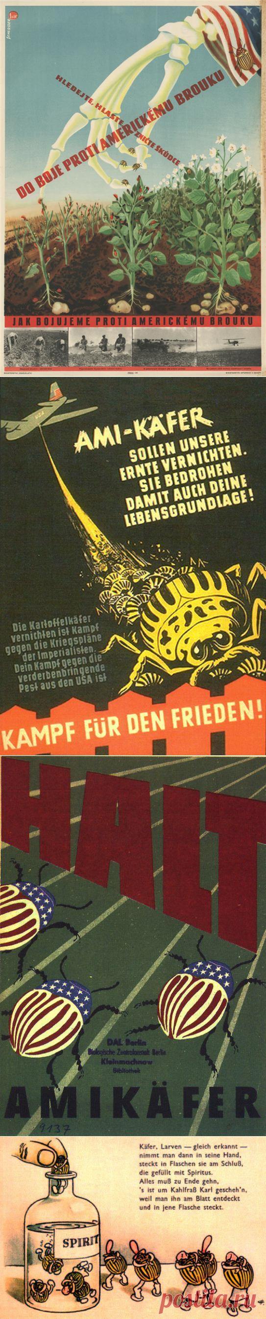 Вернем понятиям изначальный смысл: смерть американским колорадам из Львовской области!.