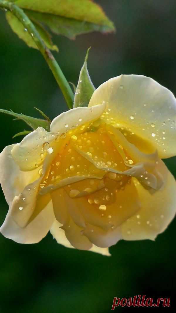 Yellow Rose with dew drops.