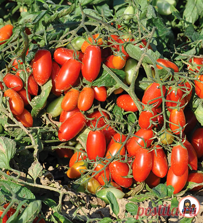 Сорта томатов, у которых нет недостатков.