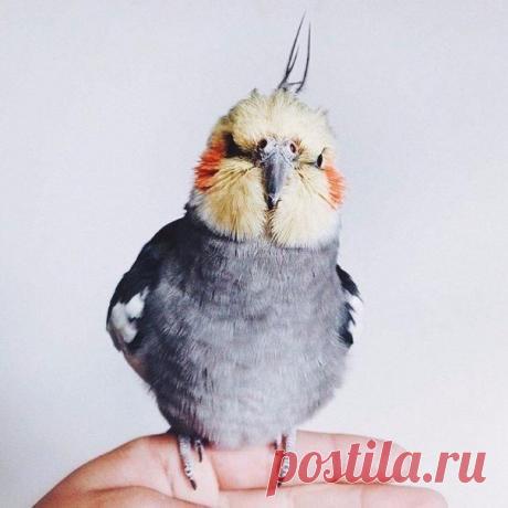 Харизматичный попугай -  фотомодель / Удивительное искусство