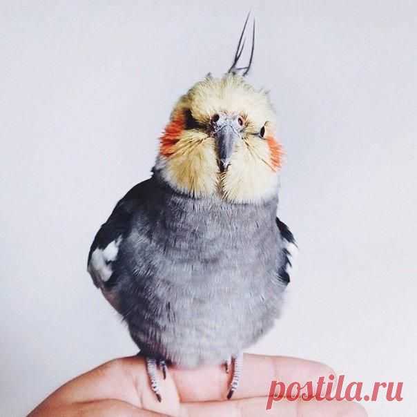 Харизматичный попугай -  фотомодель / Удивительное искусство