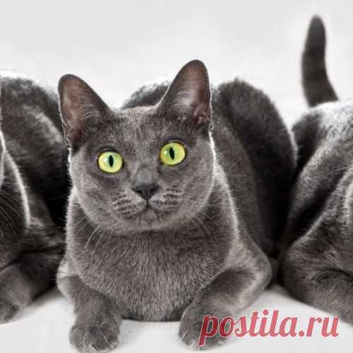 20 самых необычных и дорогих кошек в мире