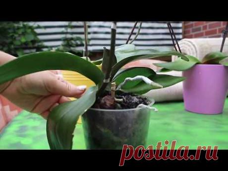 ОРХИДЕЯ СПУСТЯ ГОД ПОСЛЕ РЕАНИМАЦИИ В ЗЕМЛЯНОМ СУБСТРАТЕ #ORCHIDS #102 #oldenburg_ru - YouTube