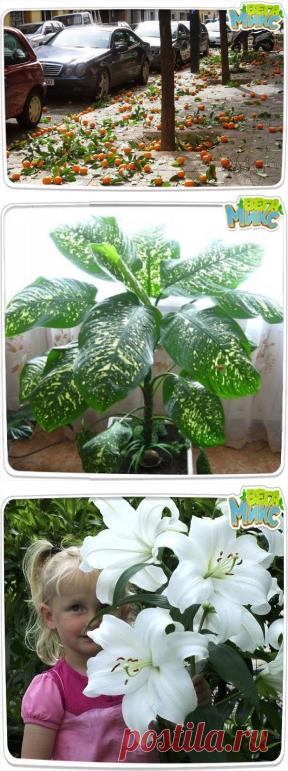 (48) Одноклассники