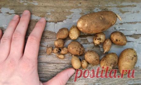 Почему картофель опять не уродился? 7 самых частых причин | Картофель (Огород.ru)