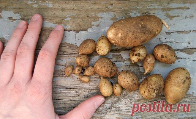 Почему картофель опять не уродился? 7 самых частых причин | Картофель (Огород.ru)