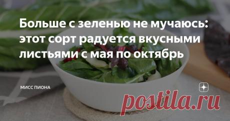 Больше с зеленью не мучаюсь: этот сорт радуется вкусными листьями с мая по октябрь Статья автора «Мисс Пиона» в Дзене ✍: Практически всю зелень на огороде периодически надо обновлять.