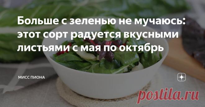 Больше с зеленью не мучаюсь: этот сорт радуется вкусными листьями с мая по октябрь Статья автора «Мисс Пиона» в Дзене ✍: Практически всю зелень на огороде периодически надо обновлять.