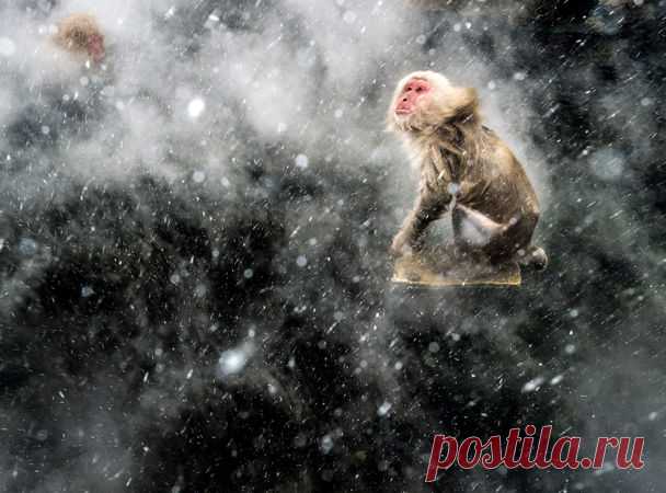 Фотомастер: снежные обезьяны — National Geographic Россия