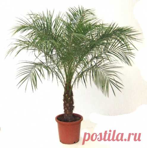 Финиковая пальма