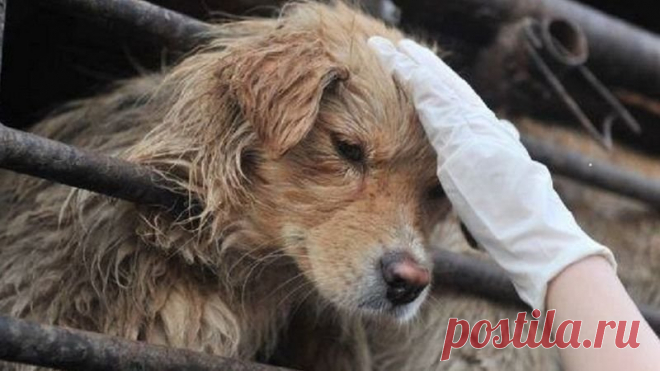 Петиция · Помогите остановить фестиваль собачьего мяса в Юйлине! #StopYulin #СтопЮйлинь · Change.org