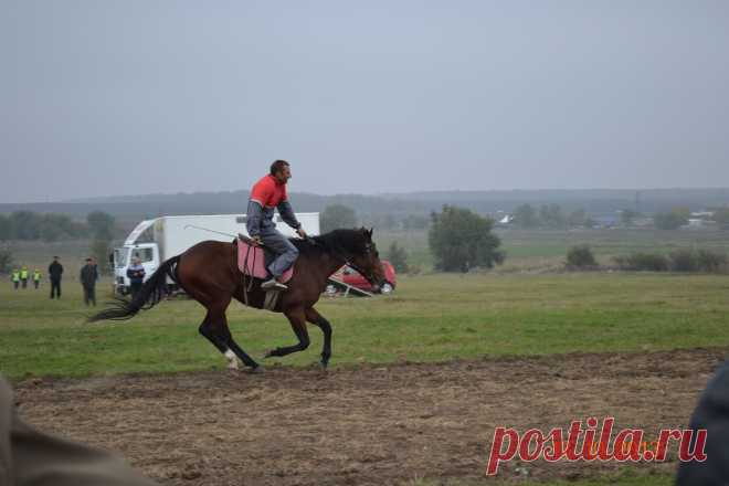 Скачки (Новоалександровск)