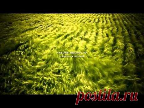 Nature Sound 19 - STREAM SOUND / THE MOST RELAXING SOUNDS - - YouTube